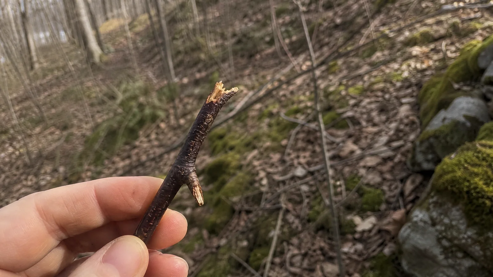 How to Identify Sweet Birch: Bark, Twigs and Lookalikes